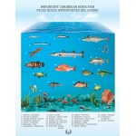 Póster de Peces óseos del Caribe